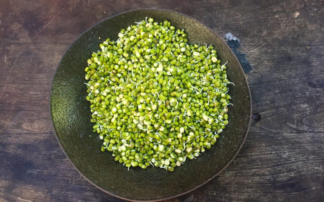 Sprouted Mung Beans in Ayurveda Cuisine